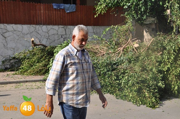 trees lud 1112 (3).JPG